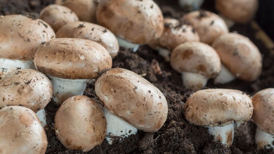 Шампиньоны нужно правильно собирать