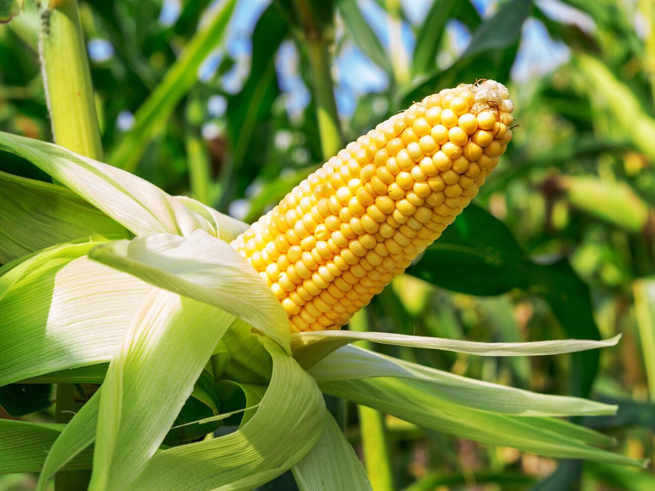 Женщина, обвиненная в краже кукурузы, получила ушибы и ссадины