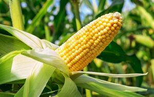 Женщина, обвиненная в краже кукурузы, получила ушибы и ссадины