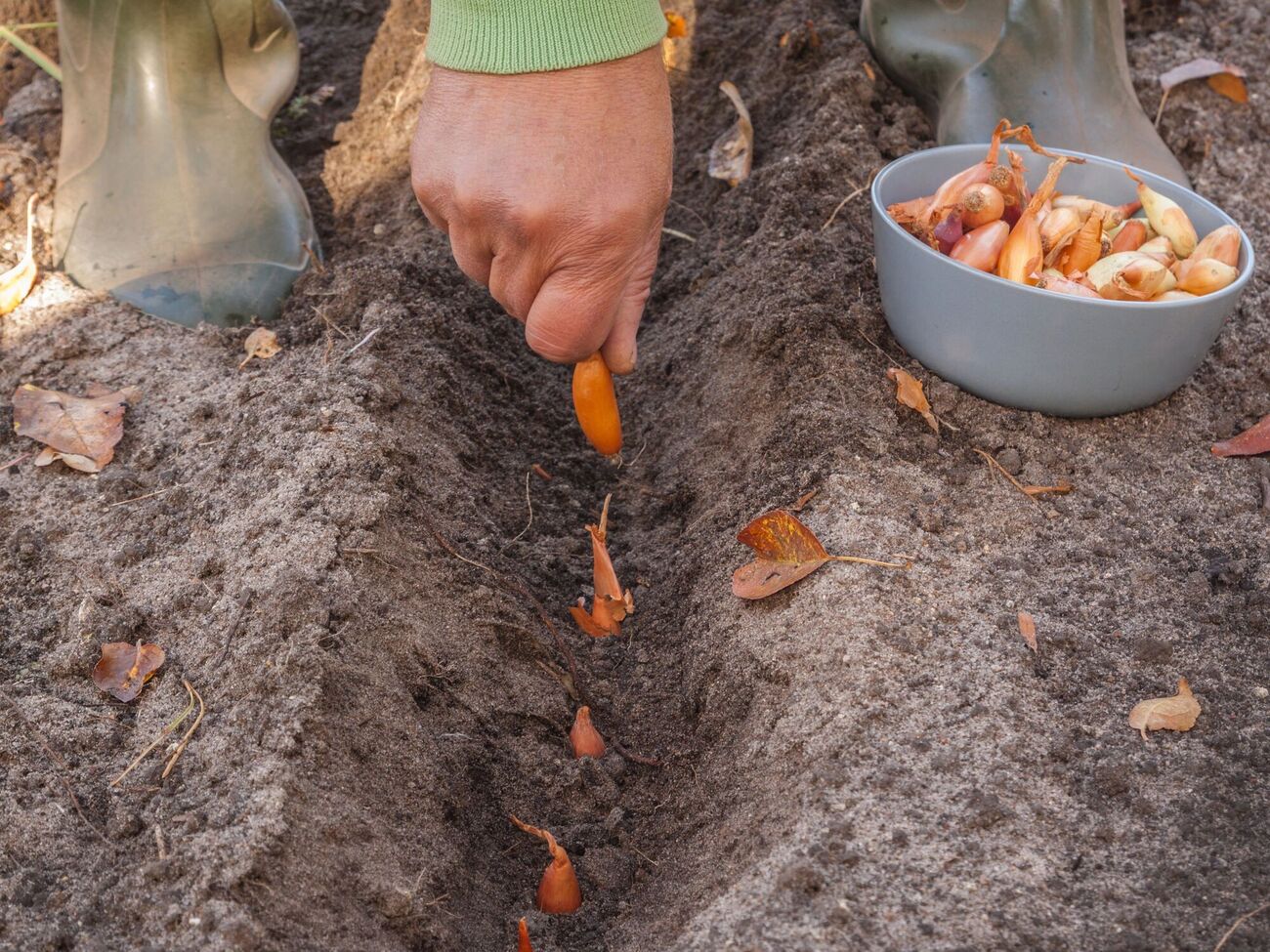 Перед посадкой замочите лук в соляном растворе