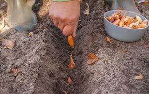 Перед посадкой замочите лук в соляном растворе