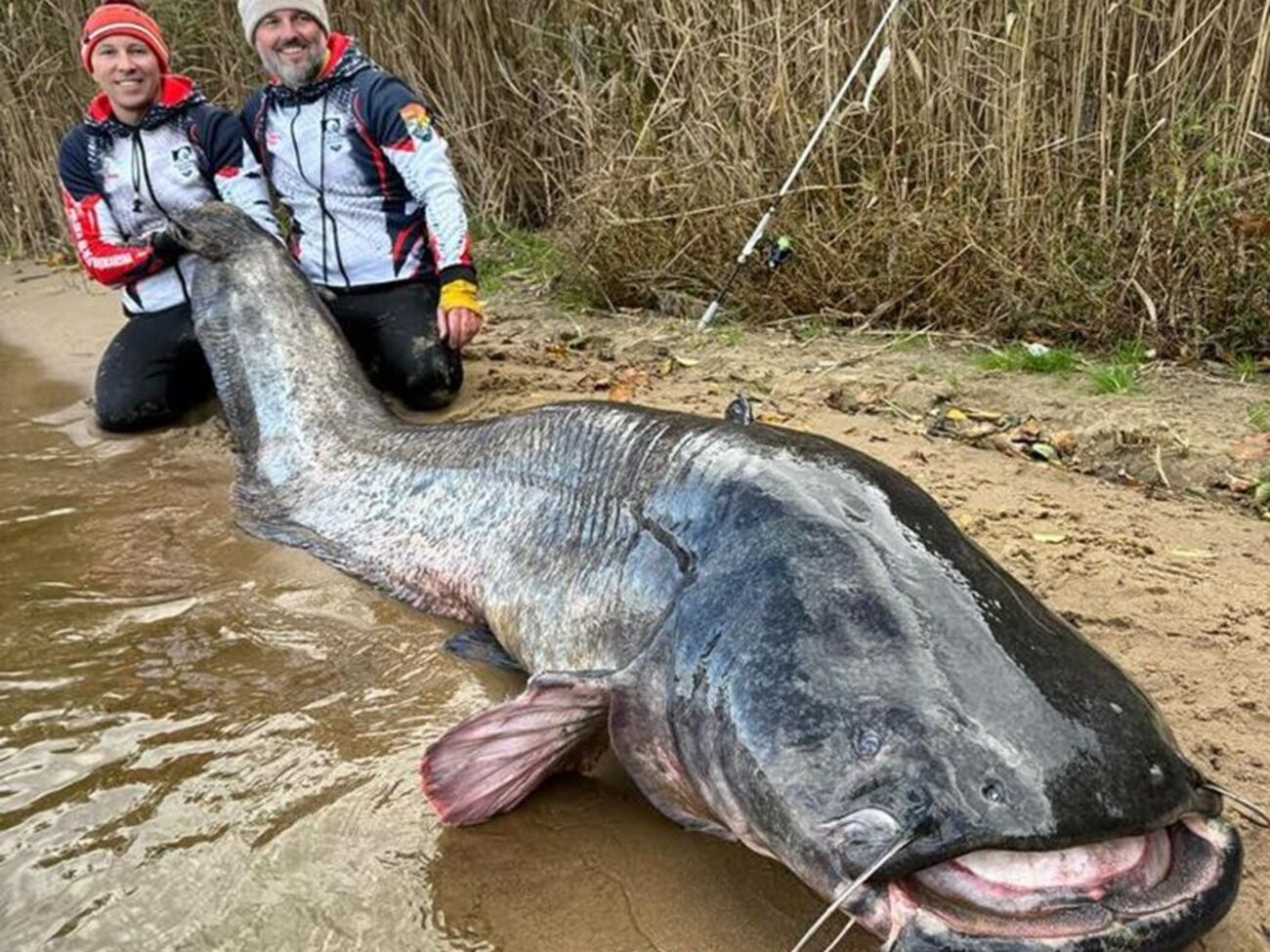 Сома зловили спінінгом