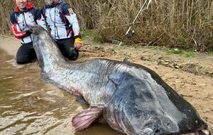 Сома зловили спінінгом