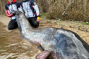 Сома зловили спінінгом