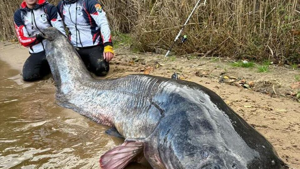 Сома поймали спиннингом