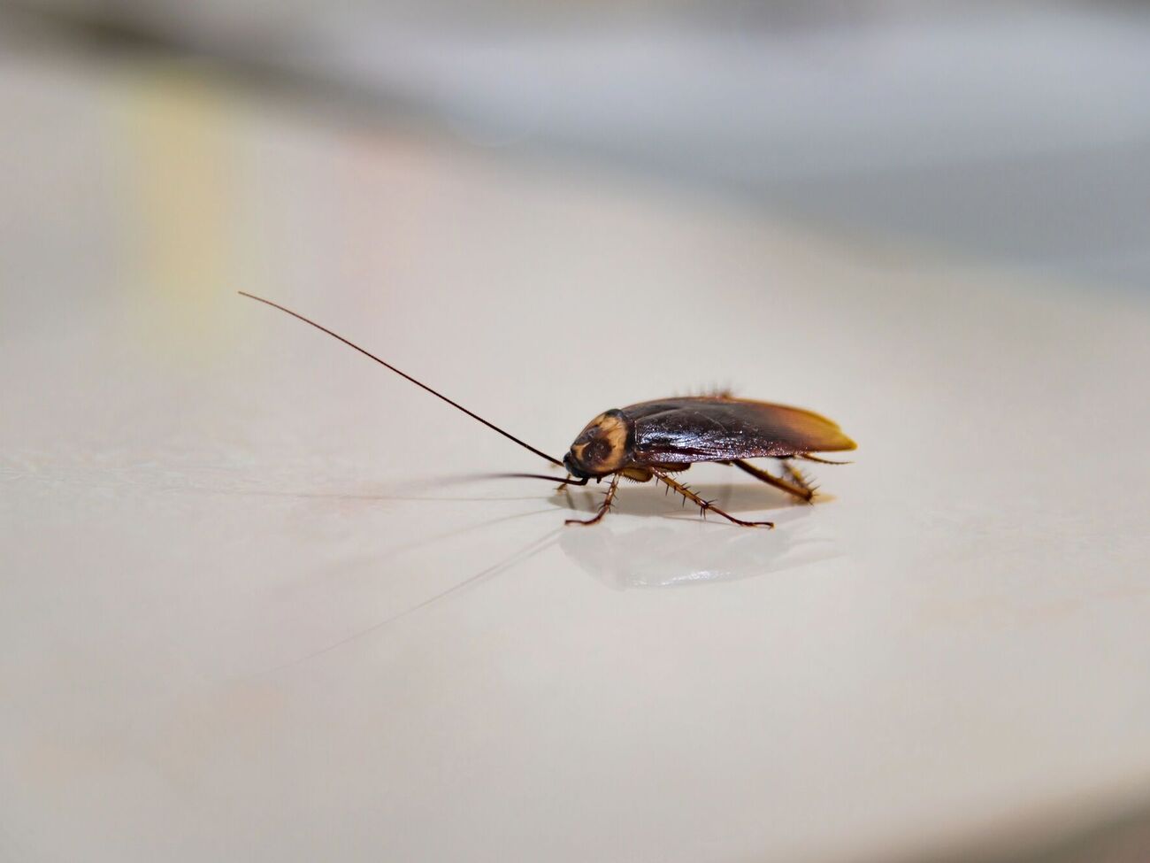 Жінка випадково підпалила будинок через таргана