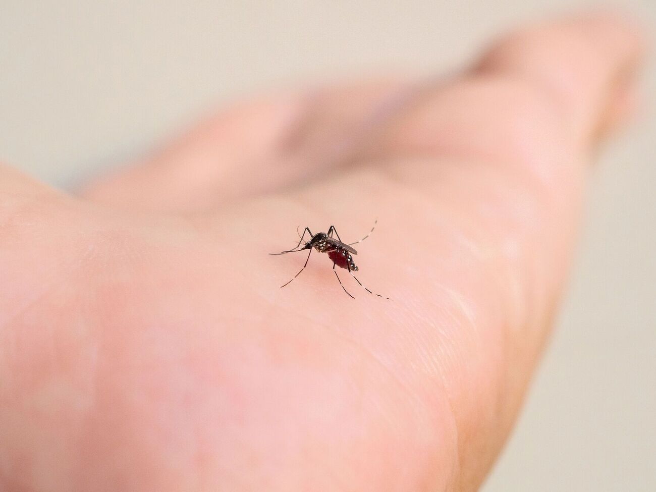 Комары впервые появились в Исландии