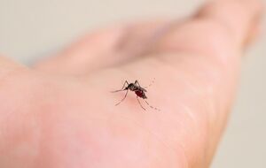 Комары впервые появились в Исландии