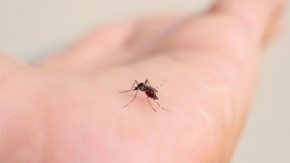 Комарі вперше з'явилися в Ісландії