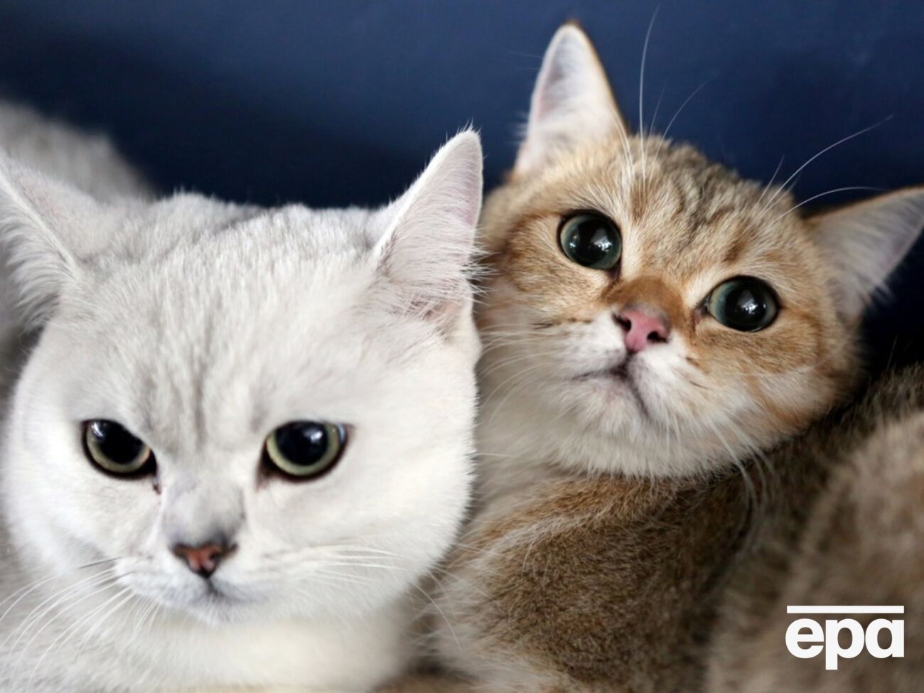 Мужчина обязался выплачивать алименты на кошек бывшей жене сроком до 10 лет