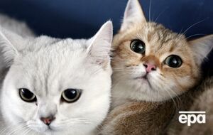 Мужчина обязался выплачивать алименты на кошек бывшей жене сроком до 10 лет