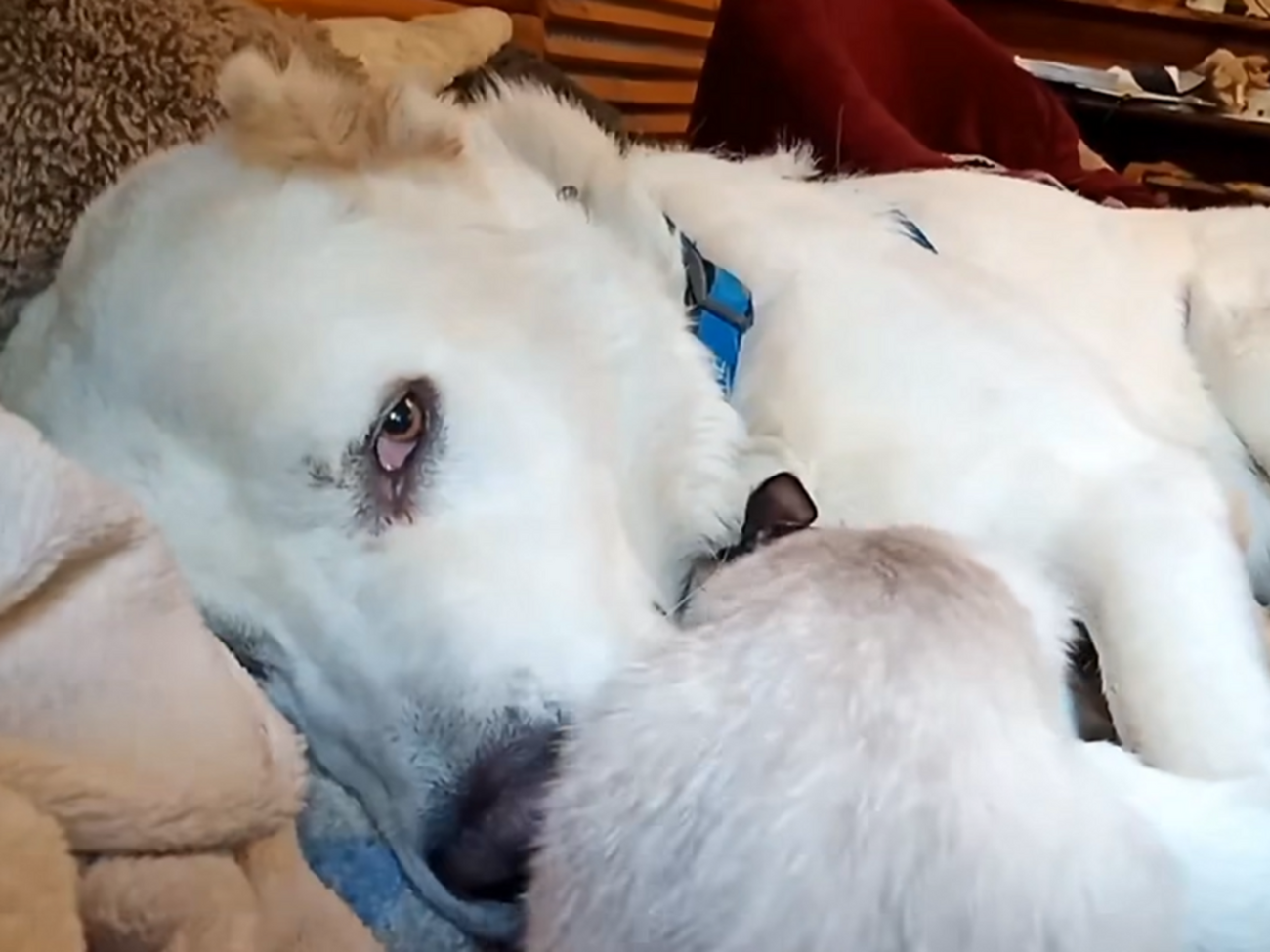 Алабай Умка допомагав господарю доглядати за хворим кошеням, якого назвали Сімою