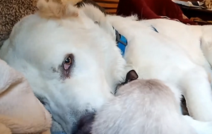 Алабай Умка допомагав господарю доглядати за хворим кошеням, якого назвали Сімою