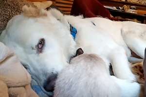 Алабай Умка помогал хозяину ухаживать за больным котенком, которого назвали Симой