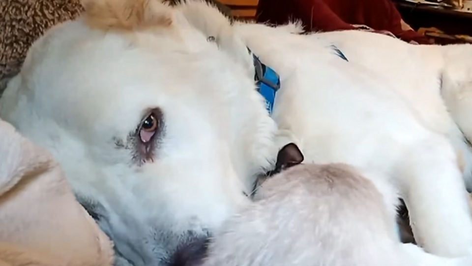 Алабай Умка помогал хозяину ухаживать за больным котенком, которого назвали Симой