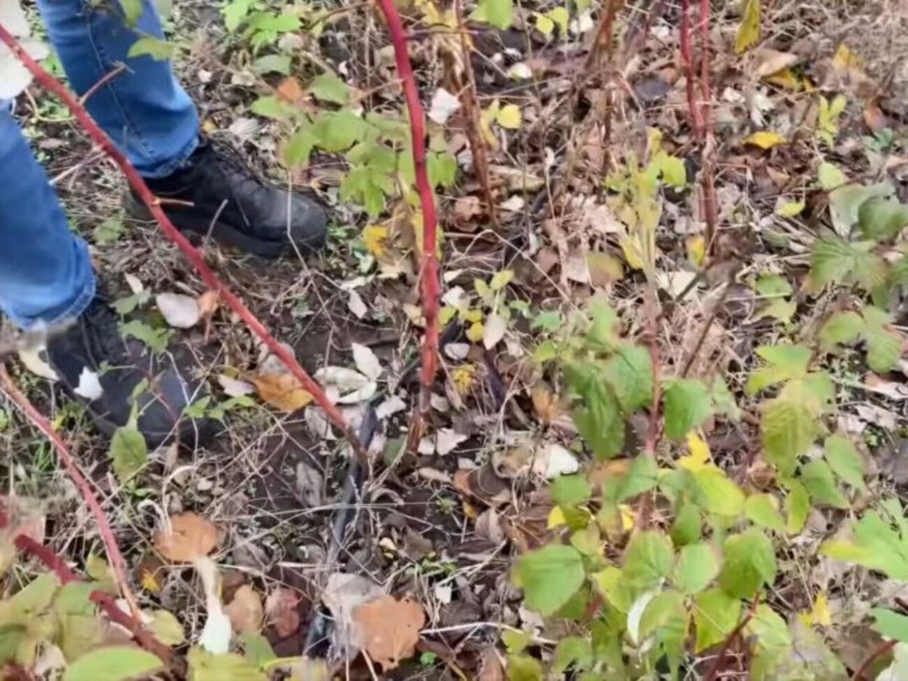 Автор канала посоветовал срезать половину кустов на уровне с землей, а на другой половине – только верхушки
