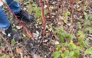 Автор канала посоветовал срезать половину кустов на уровне с землей, а на другой половине – только верхушки