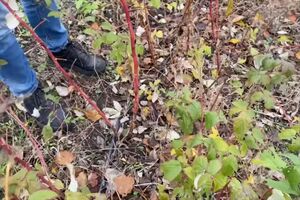 Автор канала посоветовал срезать половину кустов на уровне с землей, а на другой половине – только верхушки