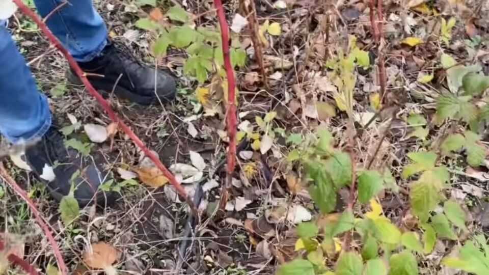 Автор канала посоветовал срезать половину кустов на уровне с землей, а на другой половине – только верхушки