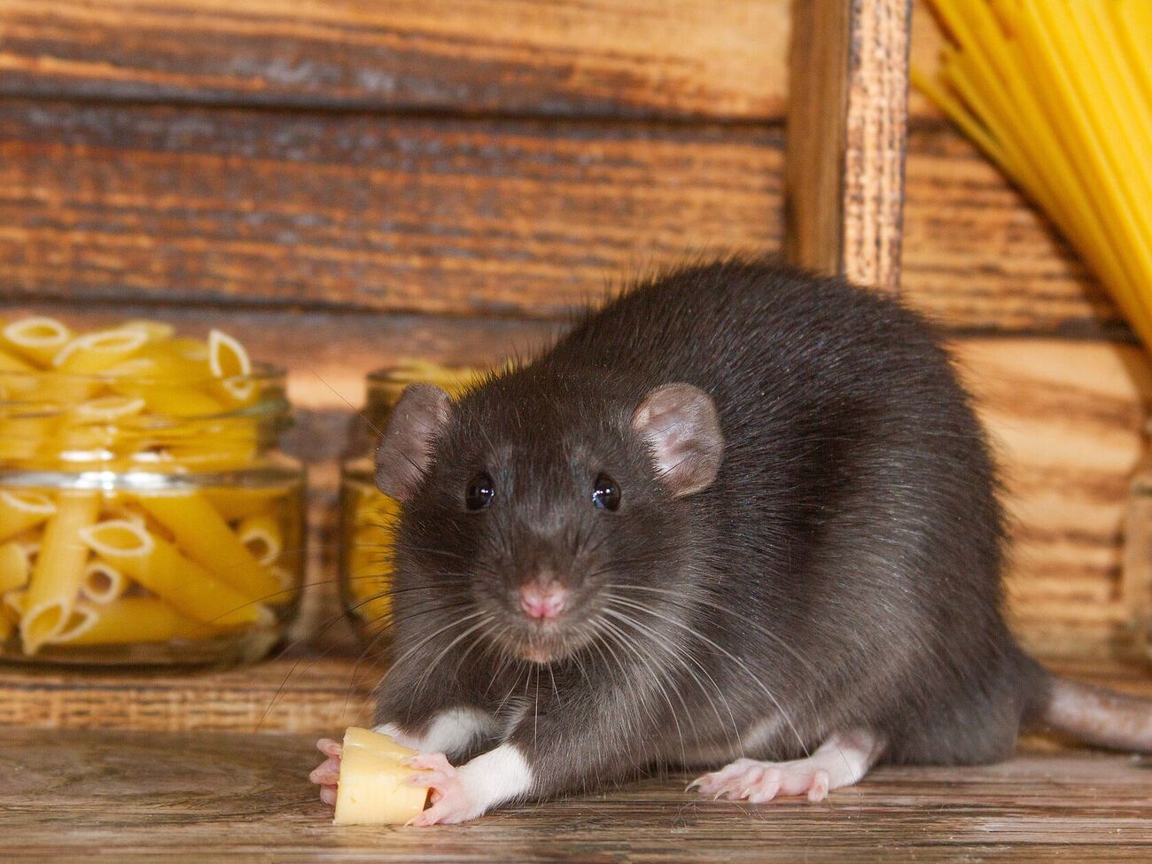 Крыса может нанести вред и на участке, и в доме