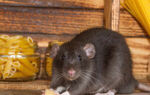 Крыса может нанести вред и на участке, и в доме