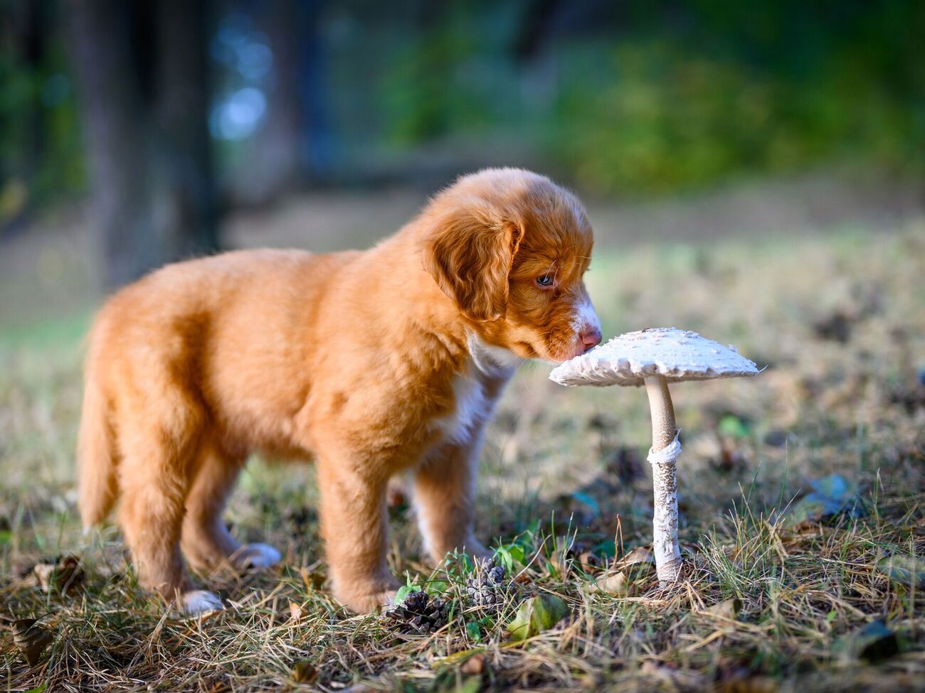 Собаці не можна давати гриби