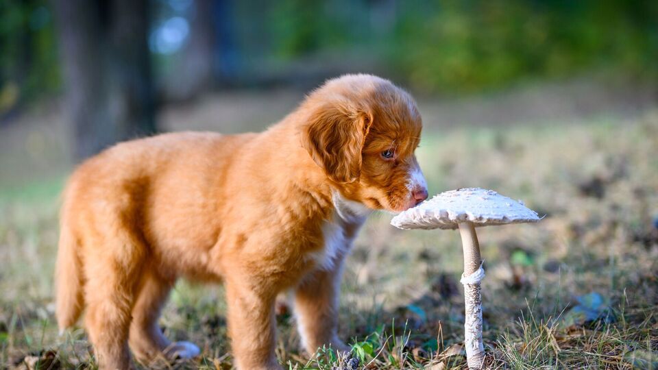 Собаці не можна давати гриби