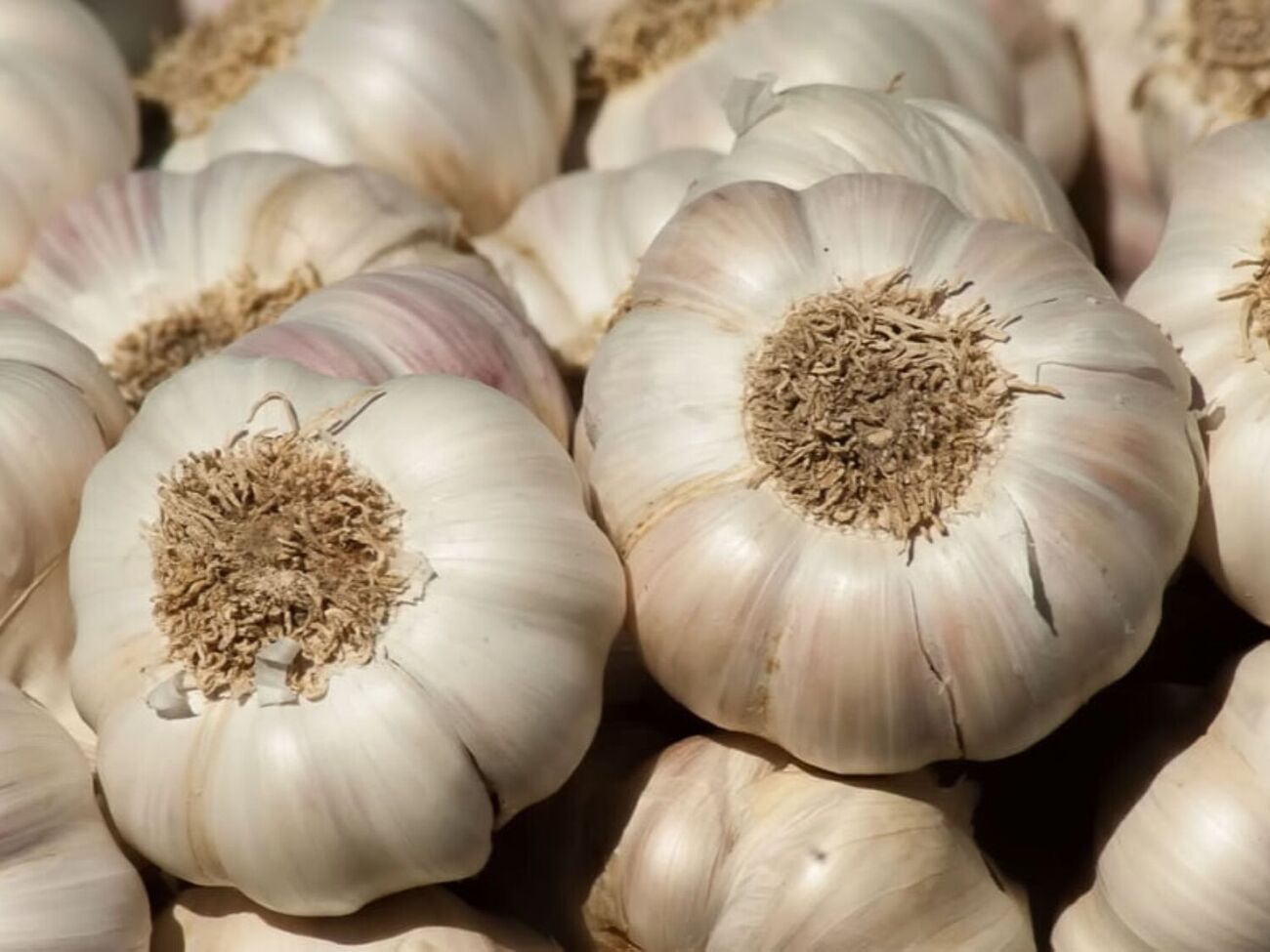 Огородница посоветовала использовать в качестве посадочного материала только так называемые женские зубчики чеснока