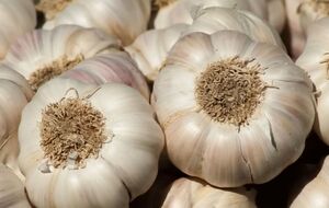 Городниця порадила використовувати як посадковий матеріал тільки так звані жіночі зубчики часнику