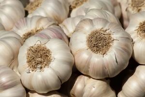 Огородница посоветовала использовать в качестве посадочного материала только так называемые женские зубчики чеснока