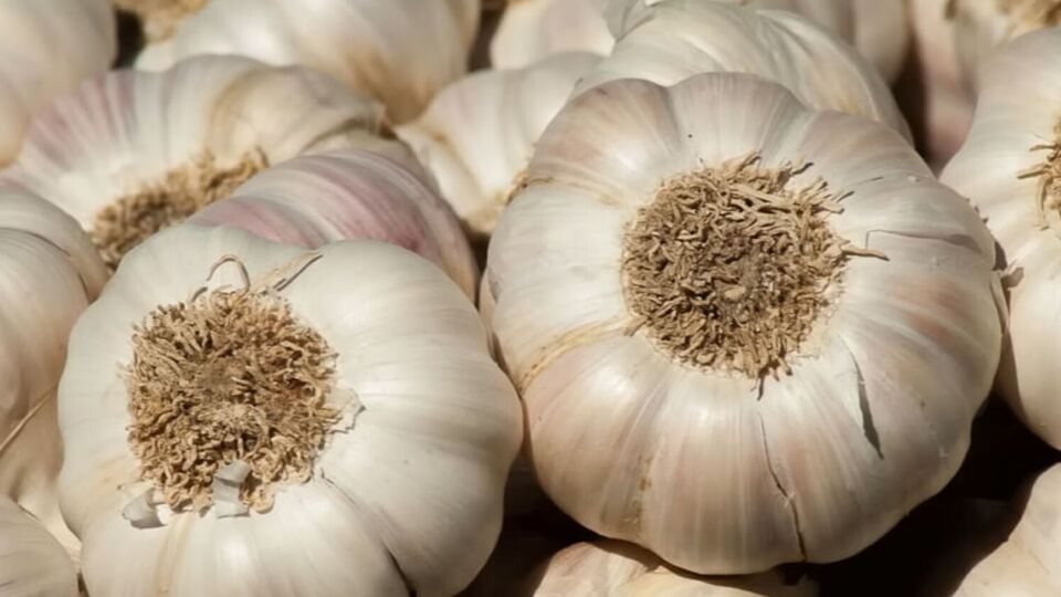 Огородница посоветовала использовать в качестве посадочного материала только так называемые женские зубчики чеснока