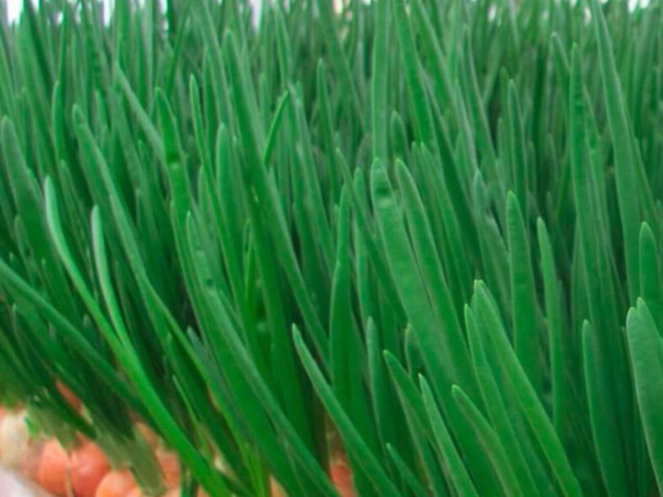 Свежую зелень можно будет срезать уже через две недели