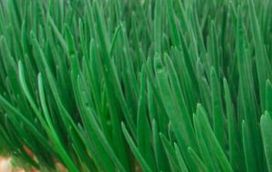 Свежую зелень можно будет срезать уже через две недели