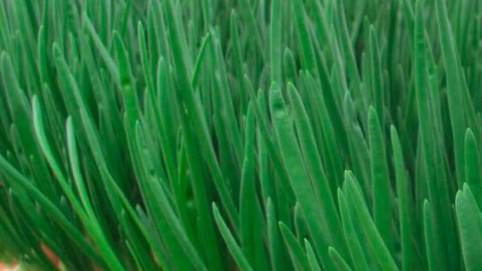 Свежую зелень можно будет срезать уже через две недели