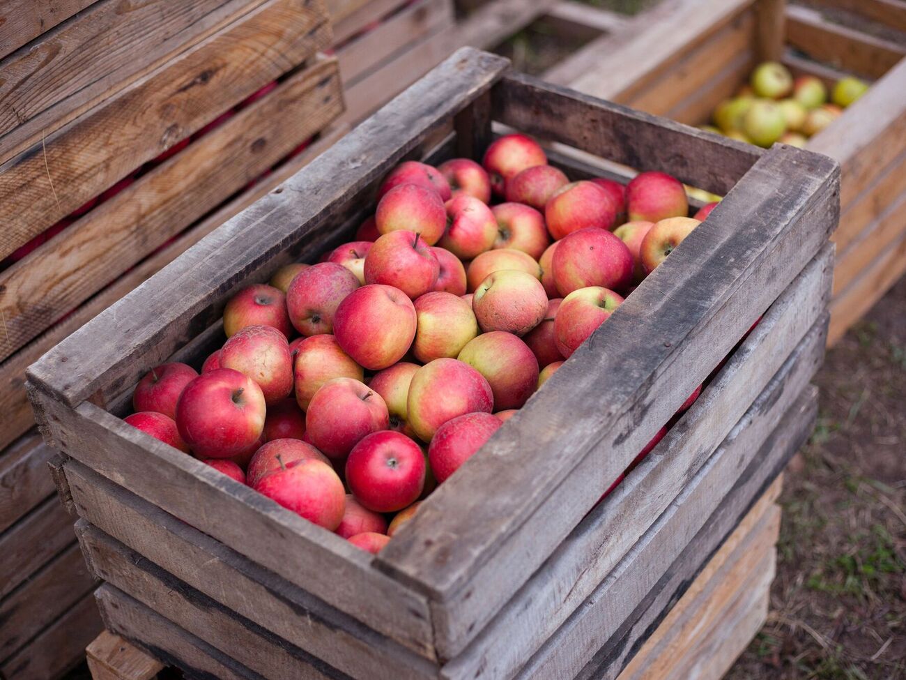 Температура воздуха в помещении, где хранятся яблоки, должна быть около +5 °C