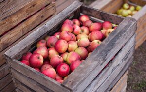 Температура повітря у приміщенні, де зберігають яблука, має бути приблизно +5 °C