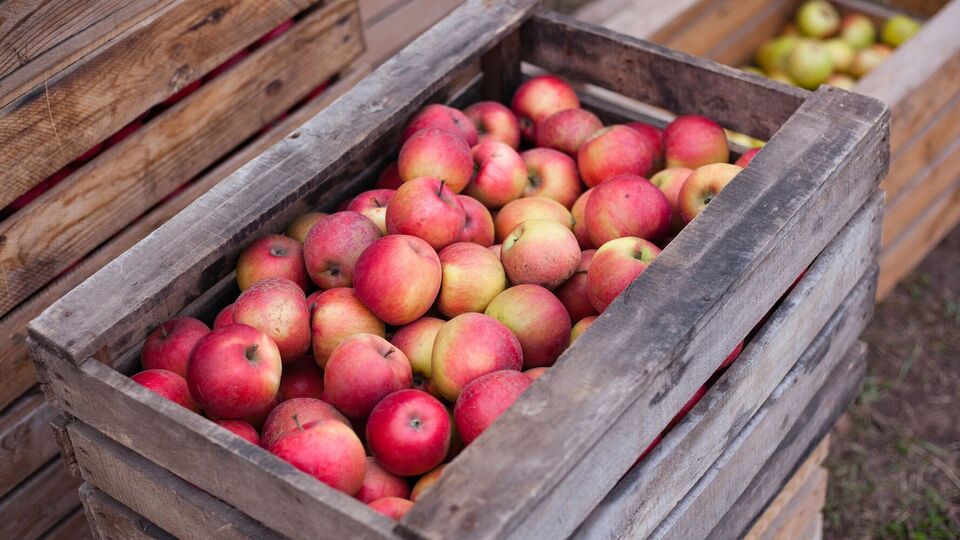Температура воздуха в помещении, где хранятся яблоки, должна быть около +5 °C