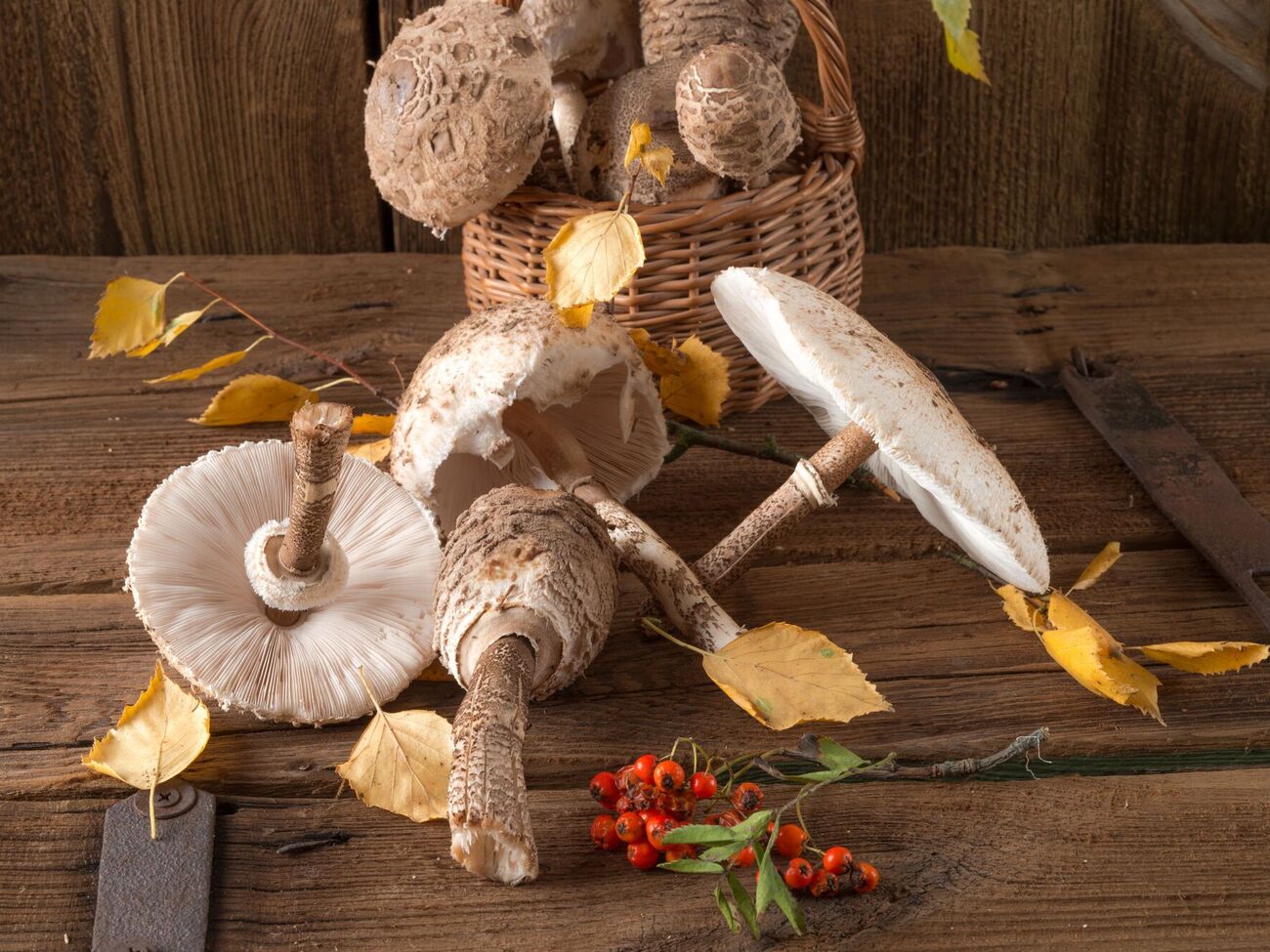 Обирати гриби потрібно ретельно й обережно