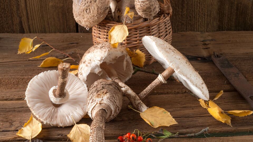 Выбирать грибы нужно тщательно и осторожно