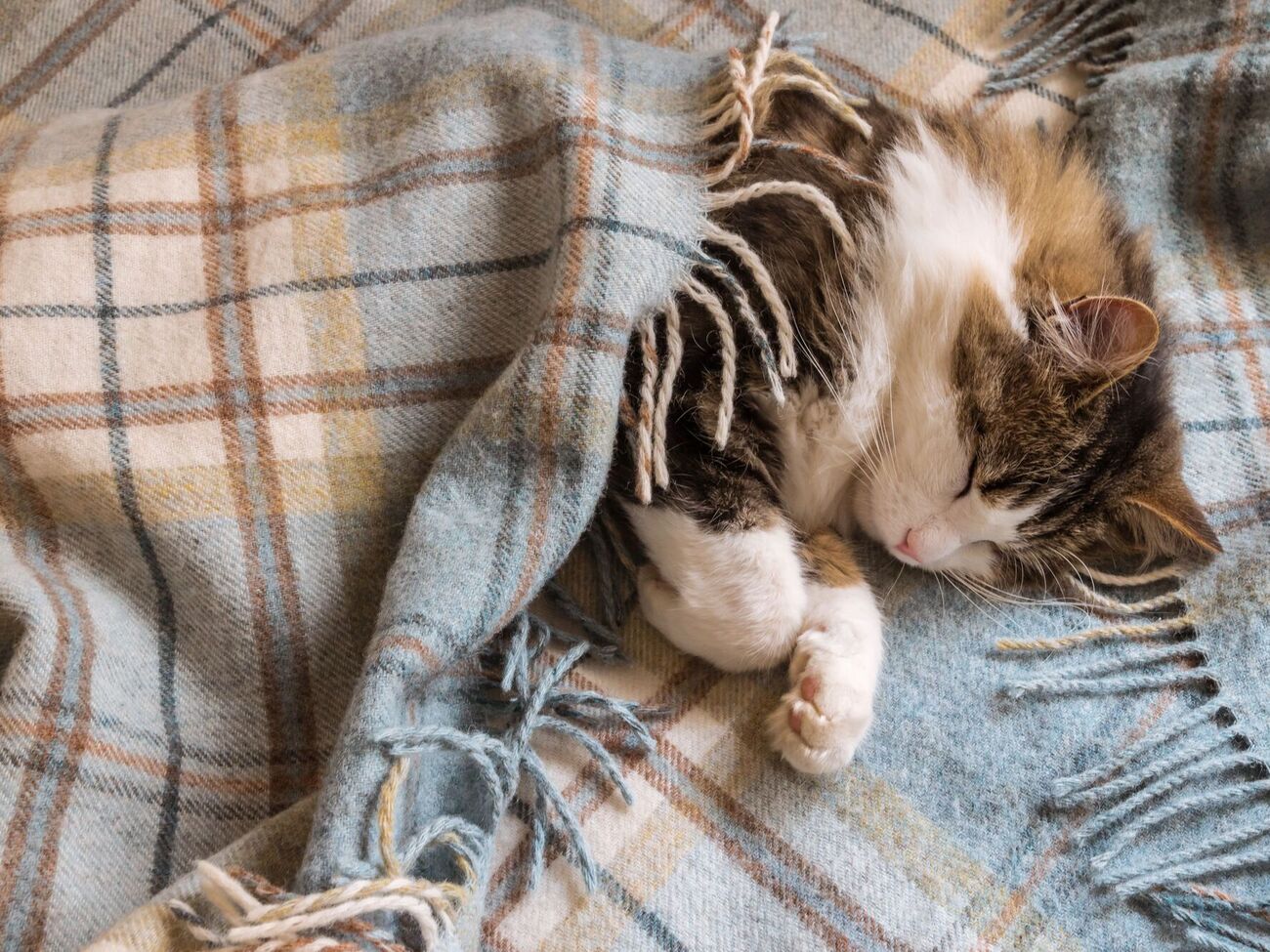 Коту нужно обеспечить теплое место