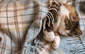 Коту нужно обеспечить теплое место