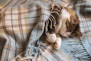 Коту нужно обеспечить теплое место