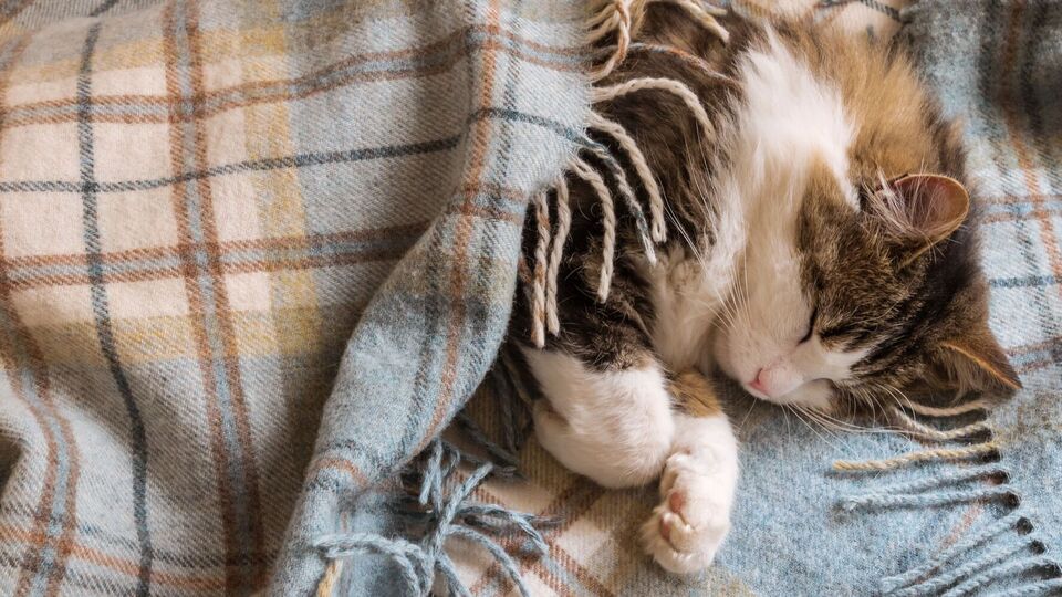 Котові потрібно забезпечити тепле місце