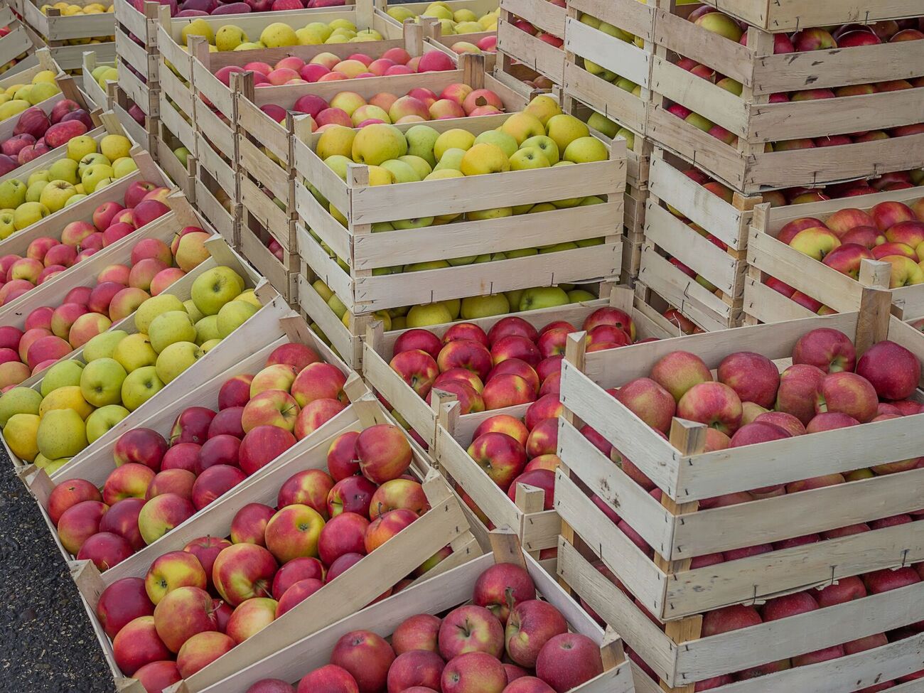 После сбора урожая яблоки нужно оставить на две недели в прохладном месте, чтобы они адаптировались
