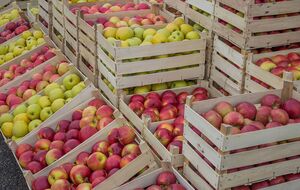 Після збирання врожаю яблука потрібно залишити на два тижні у прохолодному місці, щоб вони адаптувалися