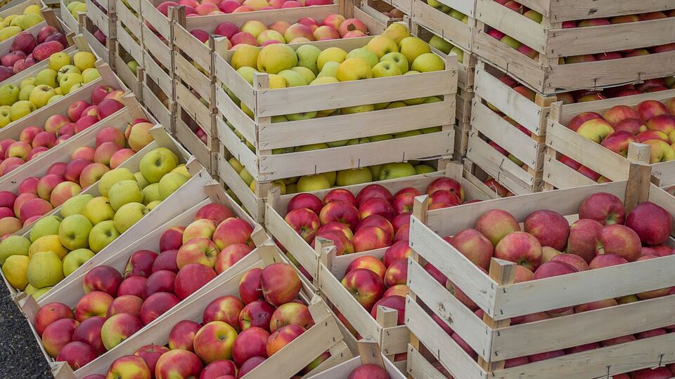 После сбора урожая яблоки нужно оставить на две недели в прохладном месте, чтобы они адаптировались