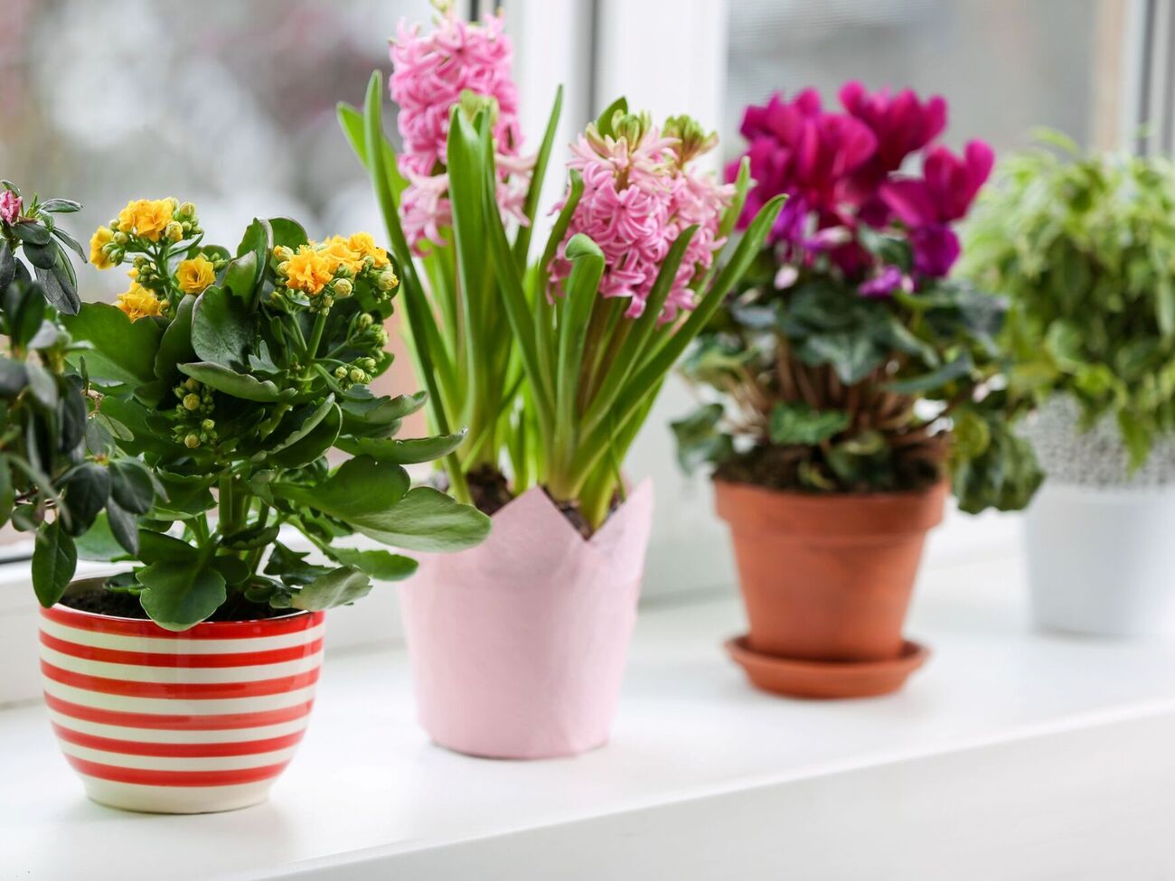 Сера на спичках представляет собой эффективный инсектицид, который уничтожает всех вредителей на растениях