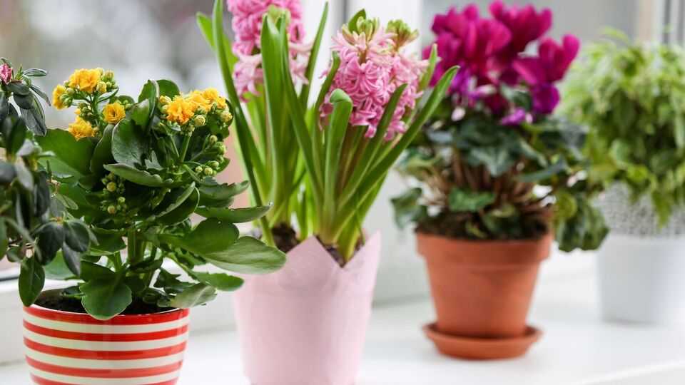 Сера на спичках представляет собой эффективный инсектицид, который уничтожает всех вредителей на растениях