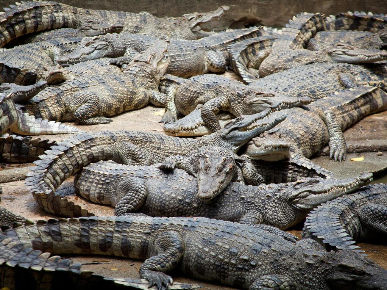Популяцию крокодилов учтут во время оценки безопасности перед Олимпиадой на реке Фицрой