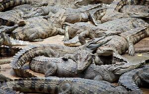 Популяцию крокодилов учтут во время оценки безопасности перед Олимпиадой на реке Фицрой